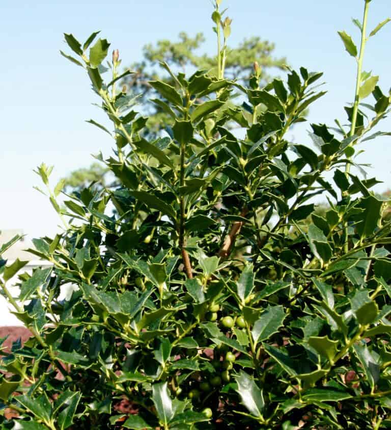 Christmas Jewel® Holly plant