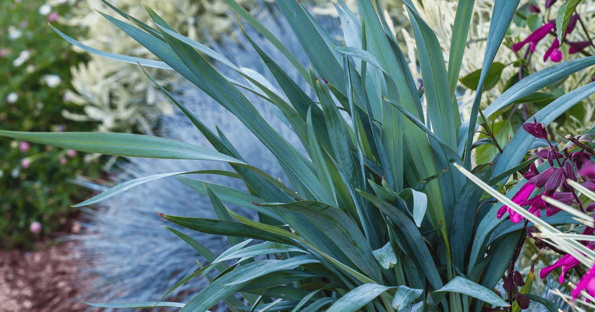 Clarity Blue™ Dianella with upright blue-green strappy foliage, adding modern texture and drought-tolerant interest to a mixed garden landscape