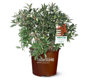 Bronze Beauty Cleyera in Southern Living Plant Collection brown pot