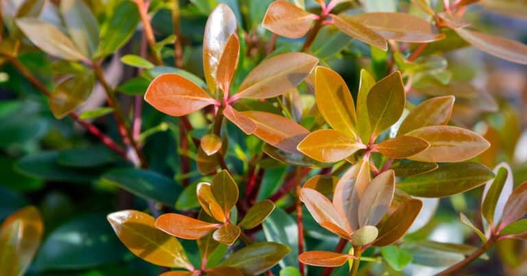 Tidy, compact evergreen with rich bronze new foliage