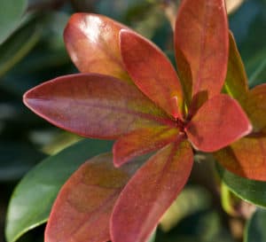 Bronze Beauty new growth red with pale green close to the stem