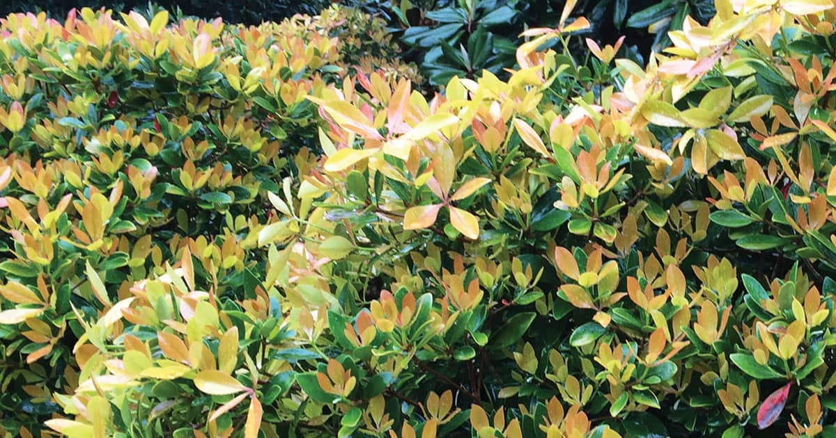 Close-up on foliage of Carolina Sunset Cleyera in reds, yellows, oranges and greens