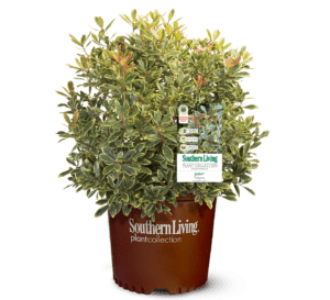 Juliet Cleyera in Southern Living Plant Collection brown pot