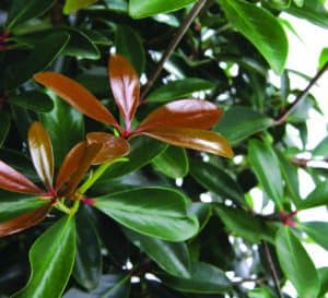Leann Cleyera, copper new growth against evergreen leaves