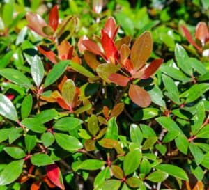 The Cleyera Montague has new growth that emerges bronze-red—so beautiful against the green foliage