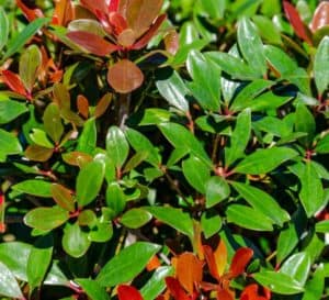 The Cleyera Montague has new growth that emerges bronze-red—so beautiful against the green foliage
