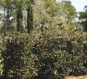 Montague Cleyera shrub growing along a property line forming a natural privacy fence between neighbors