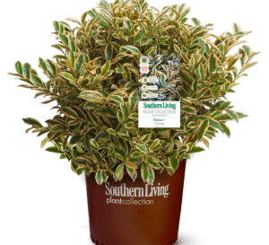 Romeo Cleyera in Southern Living Plant Collection brown pot