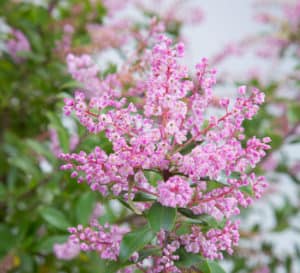 wild pink cliftonia titi tree evergreen tree with myrtle like leaves with fragrant blooms
