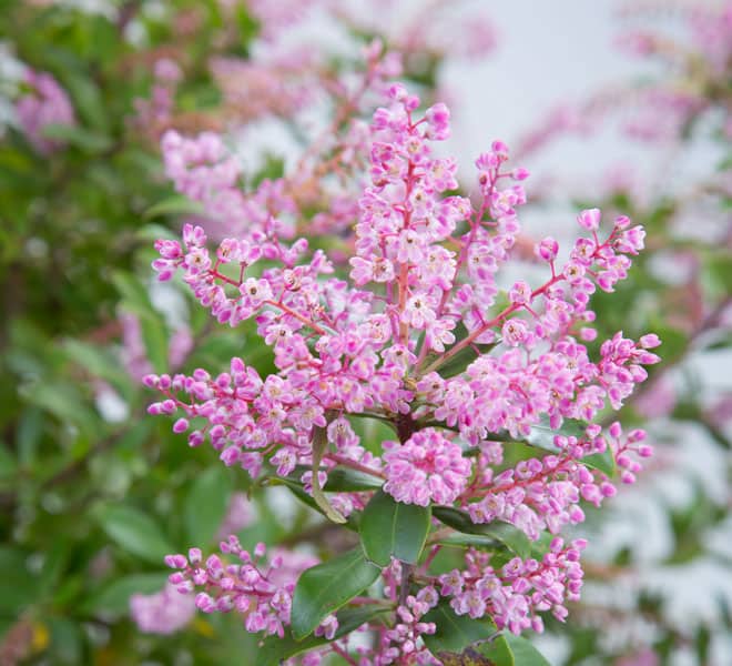 wild pink cliftonia titi tree evergreen tree with myrtle like leaves with fragrant blooms