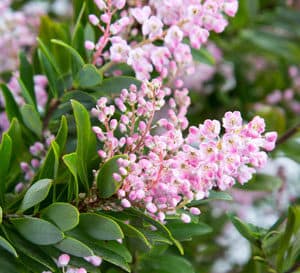Sometimes called the Titi Tree, traditional Cliftonia is a beautiful evergreen tree with lustrous wax-myrtle-like leaves, native to the coastal plains of the South. The new Pink Power grows very compact with abundant fragrant pink blooms.
