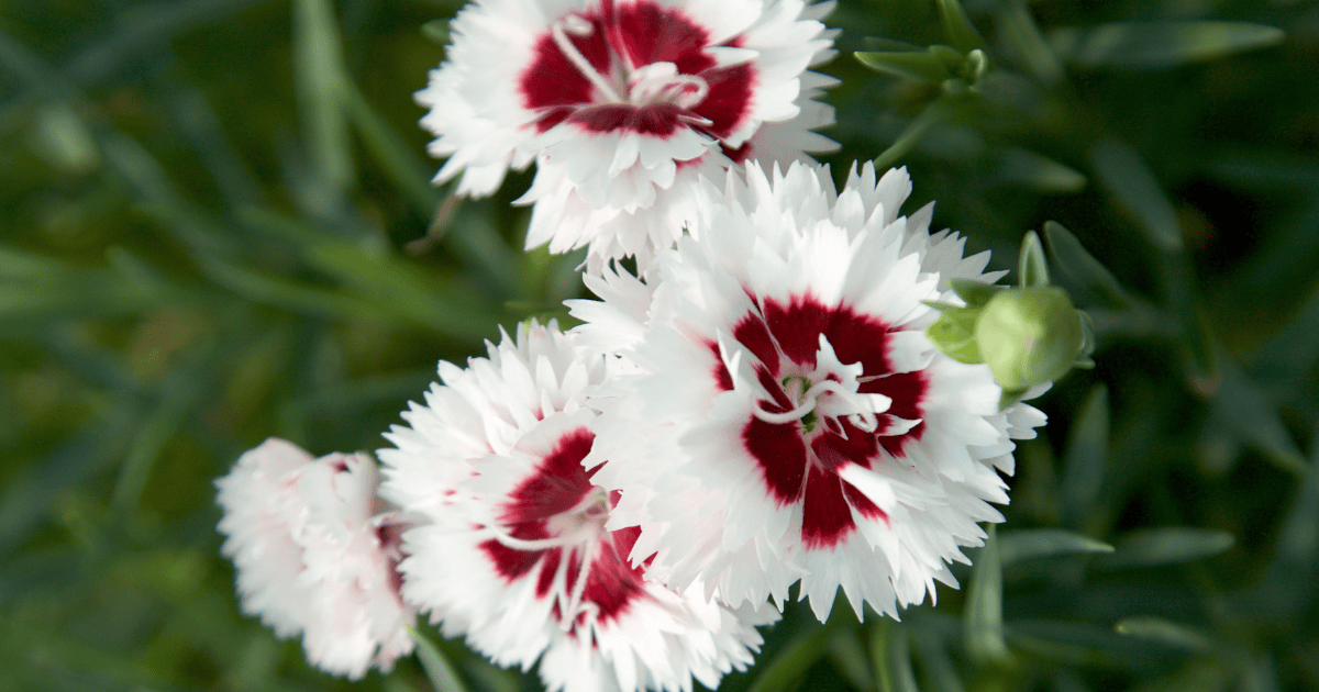 Coconut Surprise™ Dianthus featuring crisp white, fringed petals with bold burgundy centers—compact, fragrant blooms perfect for bright borders and containers