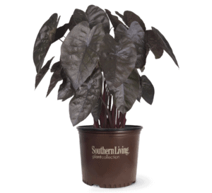 Black Ripple Colocasia in brown Southern Living Plant Collection pot