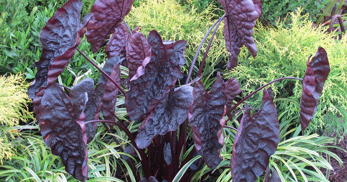 Garden patch full of dark chocolate-colored, puckered leaves of Black Ripply Colocasia
