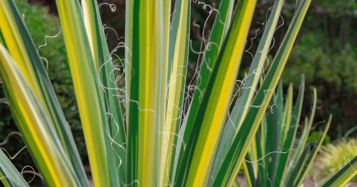 'Color Guard' Yucca close up of foliage