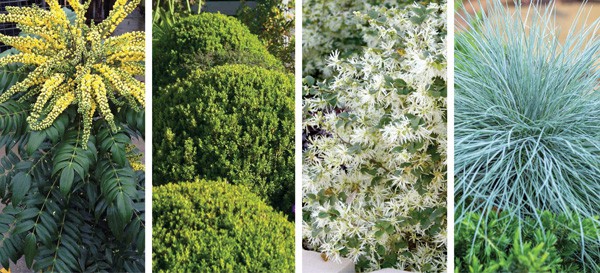 Photo collage showing combination plants Baby Gem Boxwood and Emerald Snow Loropetalum