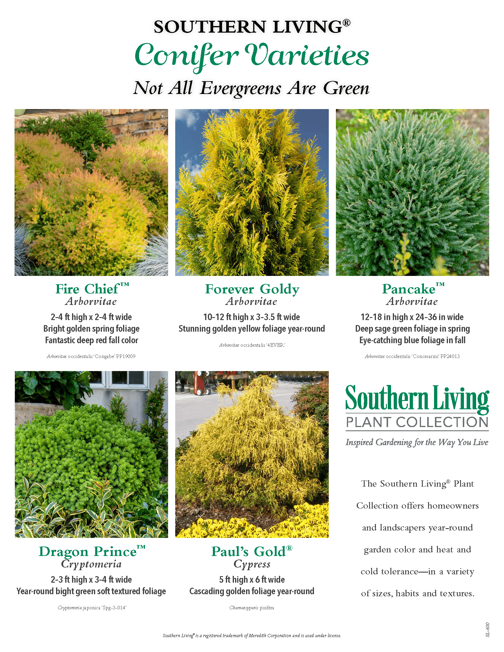 chart of Southern Living conifer varieties