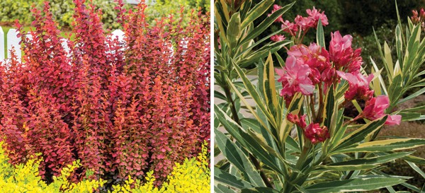 Add a Thrill to Mixed Containers Shrubs make ideal “thrillers” in the classic thriller-filler-spiller container recipe. Young shrubs are perfect for use in mixed containers, as their smaller size allows room for companion plants.
