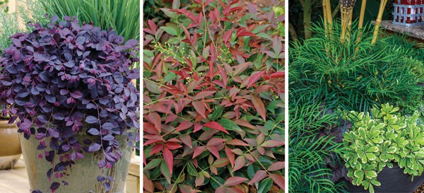 Many container-worthy shrubs can also be cast as fillers or spillers. Purple Pixie® Dwarf Weeping Loropetalum is gorgeous pouring over the edge of a container, while Flirt™ Nandina and ‘Soft Caress’ Mahonia add lush texture as fillers. 