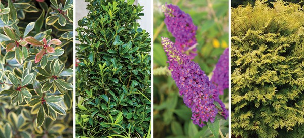 After a season or two in a container, many shrubs become too large to grow alongside their companions. 