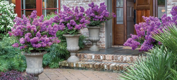 Lavender Crapemyrtles in cement ornate pot on front porch by brown door