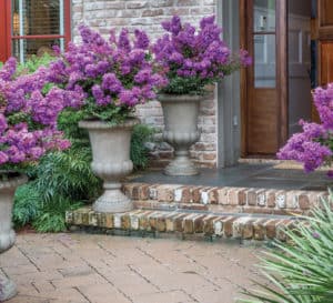 Early Bird Purple crapemyrtles in a trio of containers framing a brick stair entryway