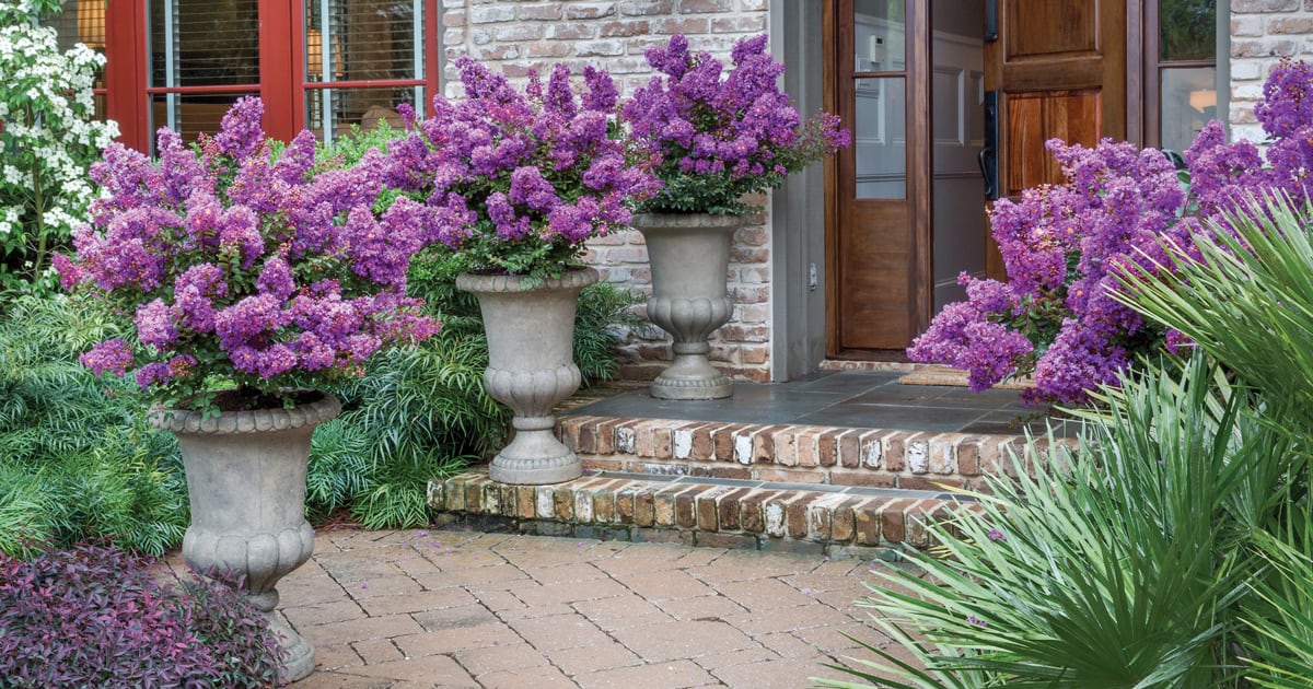 Early Bird Purple crapemyrtles in a trio of containers framing a brick stair entryway