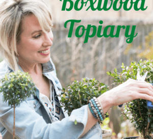 How to Topiary Boxwood with Southern Living with Linda Vater