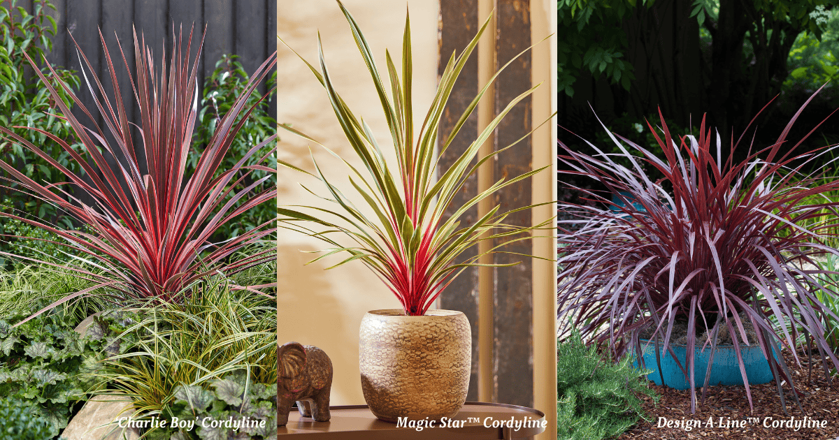 Cordyline varieties including Charlie Boy®, Magic Star™, and Design-A-Line™, featuring bold colorful strappy foliage in red, variegated green, and burgundy for striking landscape and container accents