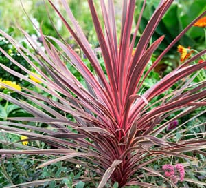 beautiful burgundy and pink variegated bladed leaves are cold-hardy