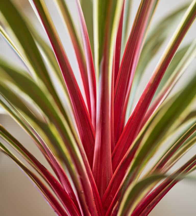 Close-up of a plant with long, thin green leaves streaked with vibrant red in the center.