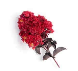 Delta Flame bears dark red blooms that contrast vividly with its unique, dark burgundy, curved leaves