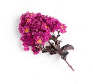 A hot pink crapemyrtle bloom on a white background