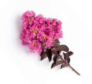 Delta Jazz bears brilliant pink blooms that contrast vividly with its unique, dark burgundy, curved leaves