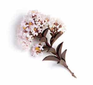 White blooming crapemyrtle stem with dark chocolate foliage on a white background