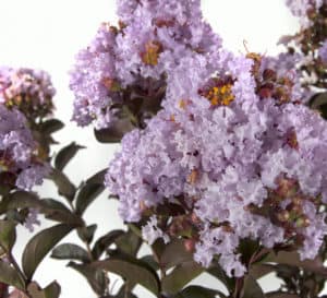 Delta Breeze Crapemyrtle with light lavender blooms