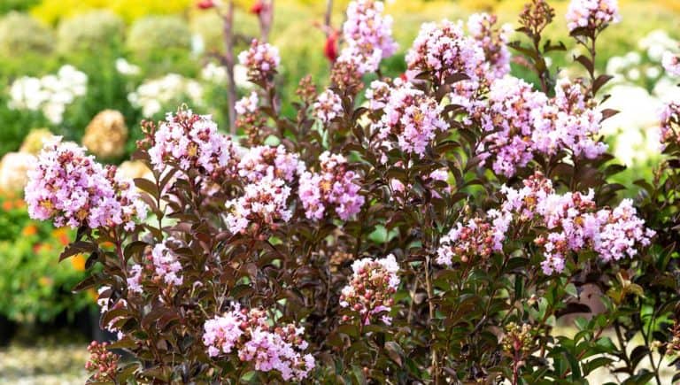 Close-up picture of the ruffled crape blooms of Delta Breeze Crapemyrtle