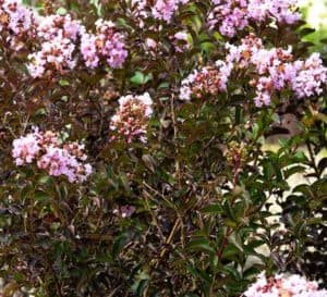 Close-up picture of the ruffled crape blooms of Delta Breeze Crapemyrtle