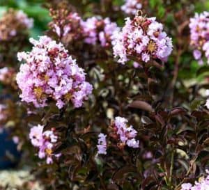 Light lavender blooms on Delta Breeze Crapemyrtle's dark chocolate foliage growing tall on a Southern Living Plant Collection nursery