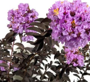Delta Eclipse Crapemyrtle with lavender blooms and burgundy foliage