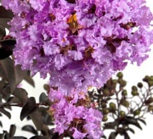 Purple-pink ruffled blooms sit atop chocolate colored foliage of Delta Eclipse Crapemyrtle