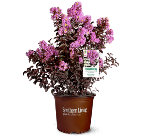 Clipped, potted, and tagged Delta Eclipse Crapemyrtle