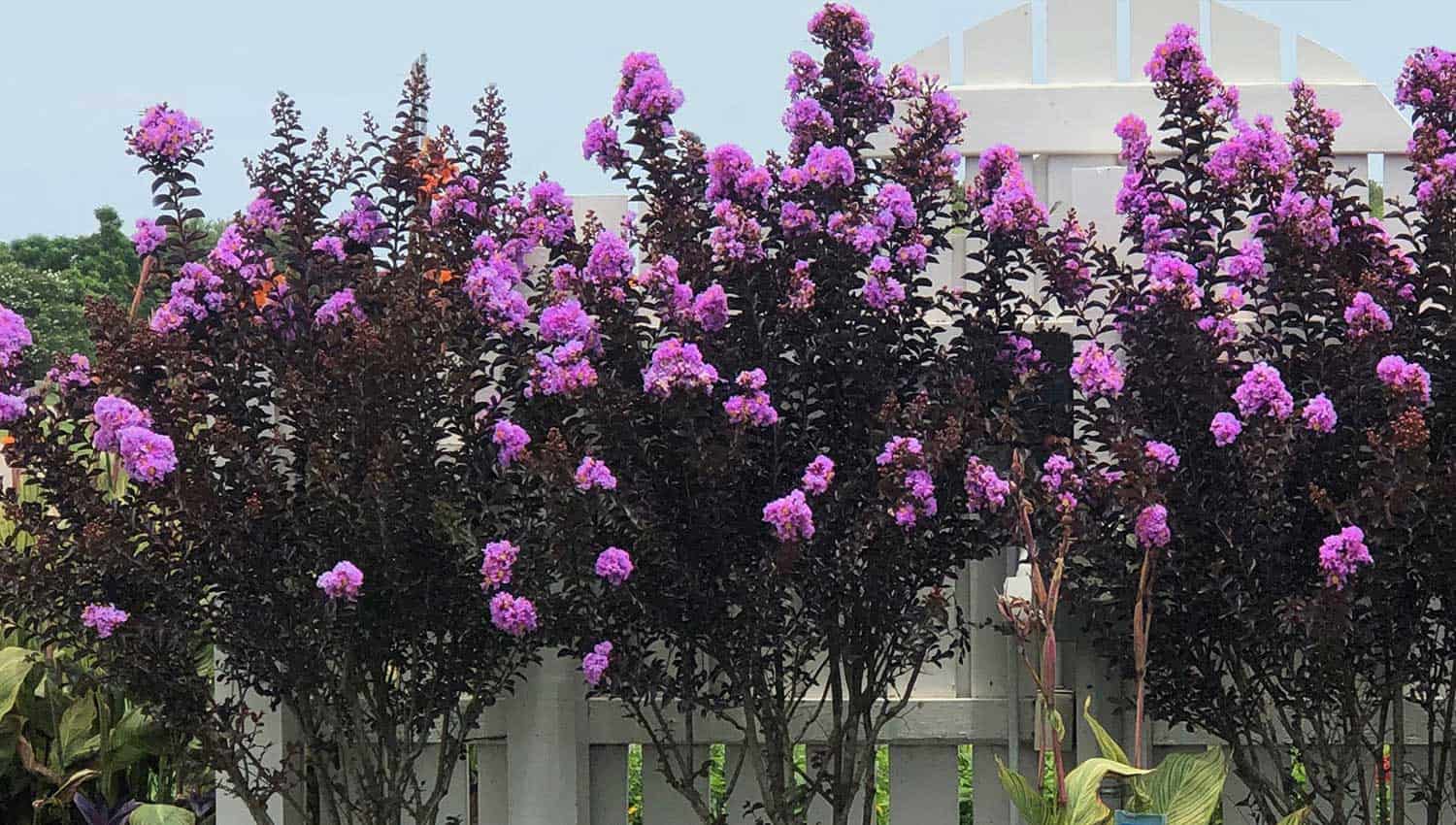 A hedge row of Delta Eclipse Crapemyrtle grow straight and tall along a white picket fence