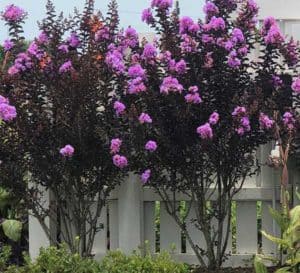 A hedge row of Delta Eclipse Crapemyrtle grow straight and tall along a white picket fence