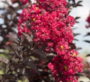 Close-up of bright red blooms of Delta Flame Crapemyrtle and its dark burgundy foliage