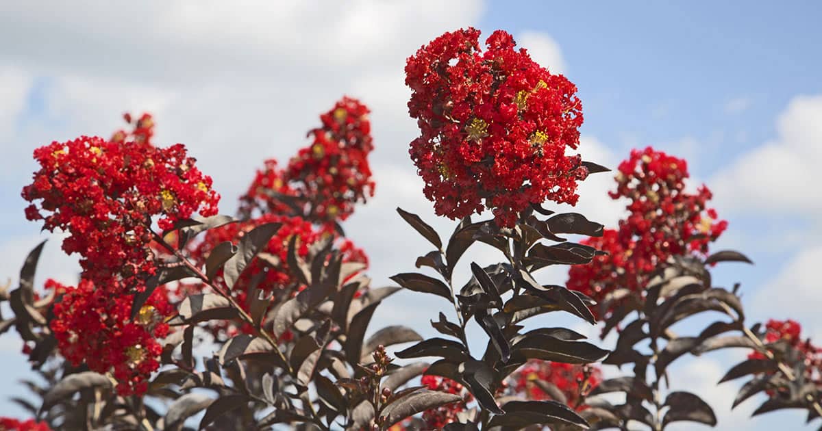 Close-up of bright red blooms of Delta Flame Crapemyrtle and its dark burgundy foliage against a bright blue sky