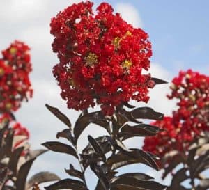 Delta Flame bears dark red blooms that contrast vividly with its unique, dark burgundy, curved leaves