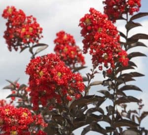 Delta Flame bears dark red blooms that contrast vividly with its unique, dark burgundy, curved leaves