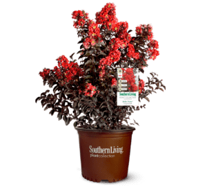 Clipped, tagged, and potted Delta Flame Crapemyrtle