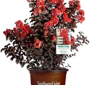 Delta Flame bears dark red blooms that contrast vividly with its unique, dark burgundy, curved leaves